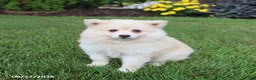 Pomsky dogs for sale: Sugar - Ad 5