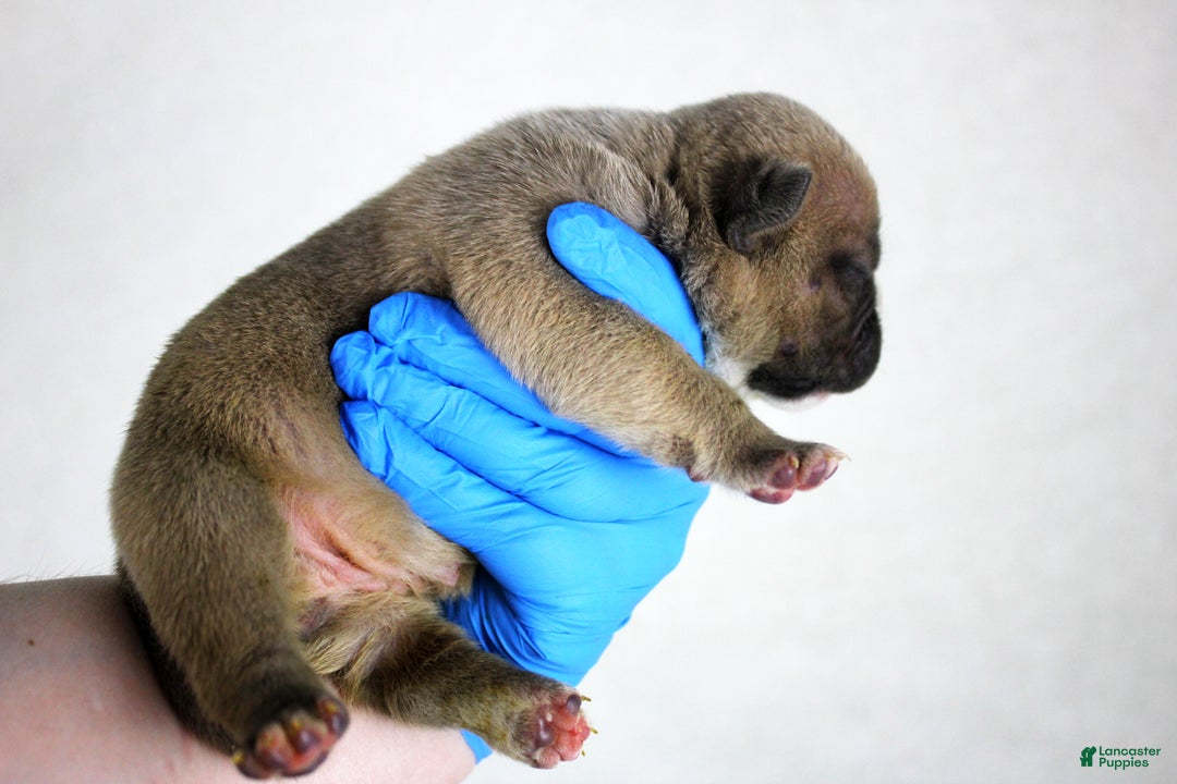 American Bully dogs for sale: Fawn Female - Ad 3