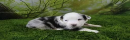 Miniature Australian Shepherd dogs for sale: George - Ad 7