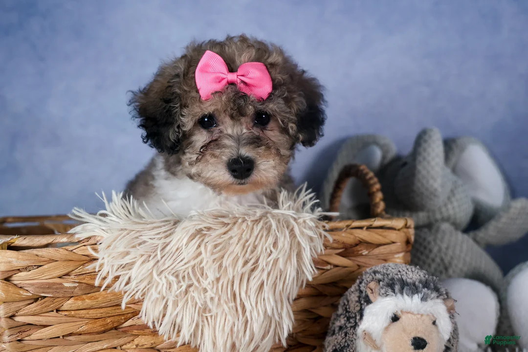 Bichpoo dogs for sale: Sweetheart - Ad 2