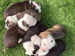 Mixed Breed dogs - Ad 34