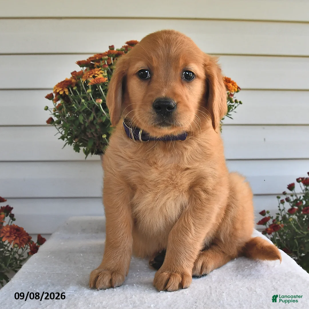 Golden Retriever dogs for sale: Willow  - Ad 2