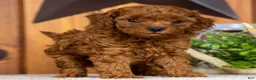 Miniature Poodle dogs for sale: Crystal - Ad 6