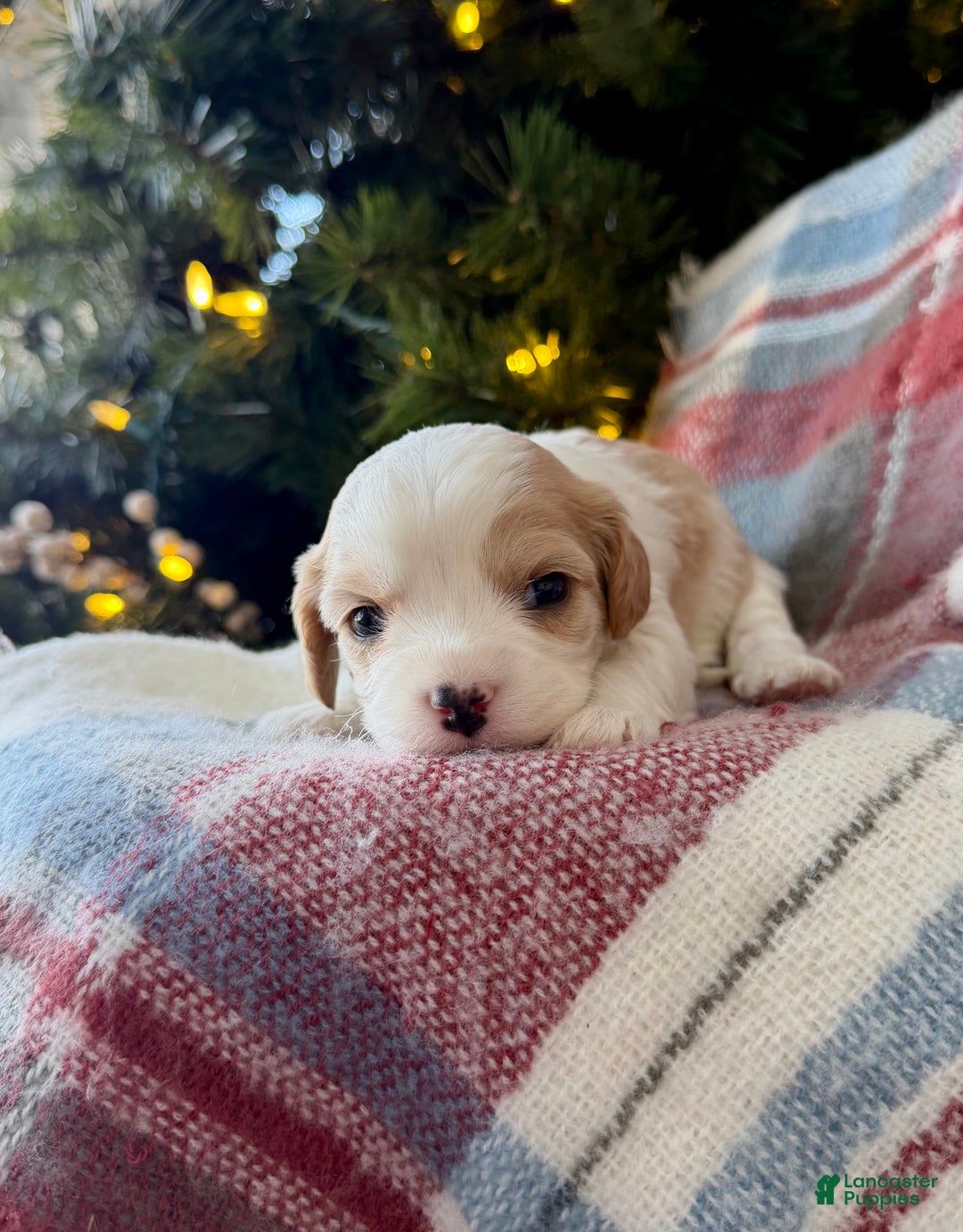 Cavapoo dogs for sale: Winter - Ad 4