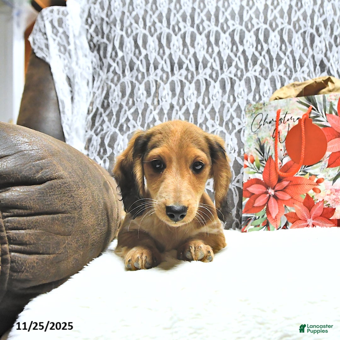 Miniature Dachshund dogs for sale: Aspen - Ad 5