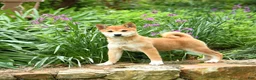 Shiba Inu dogs for sale: Daisy  - Ad 3