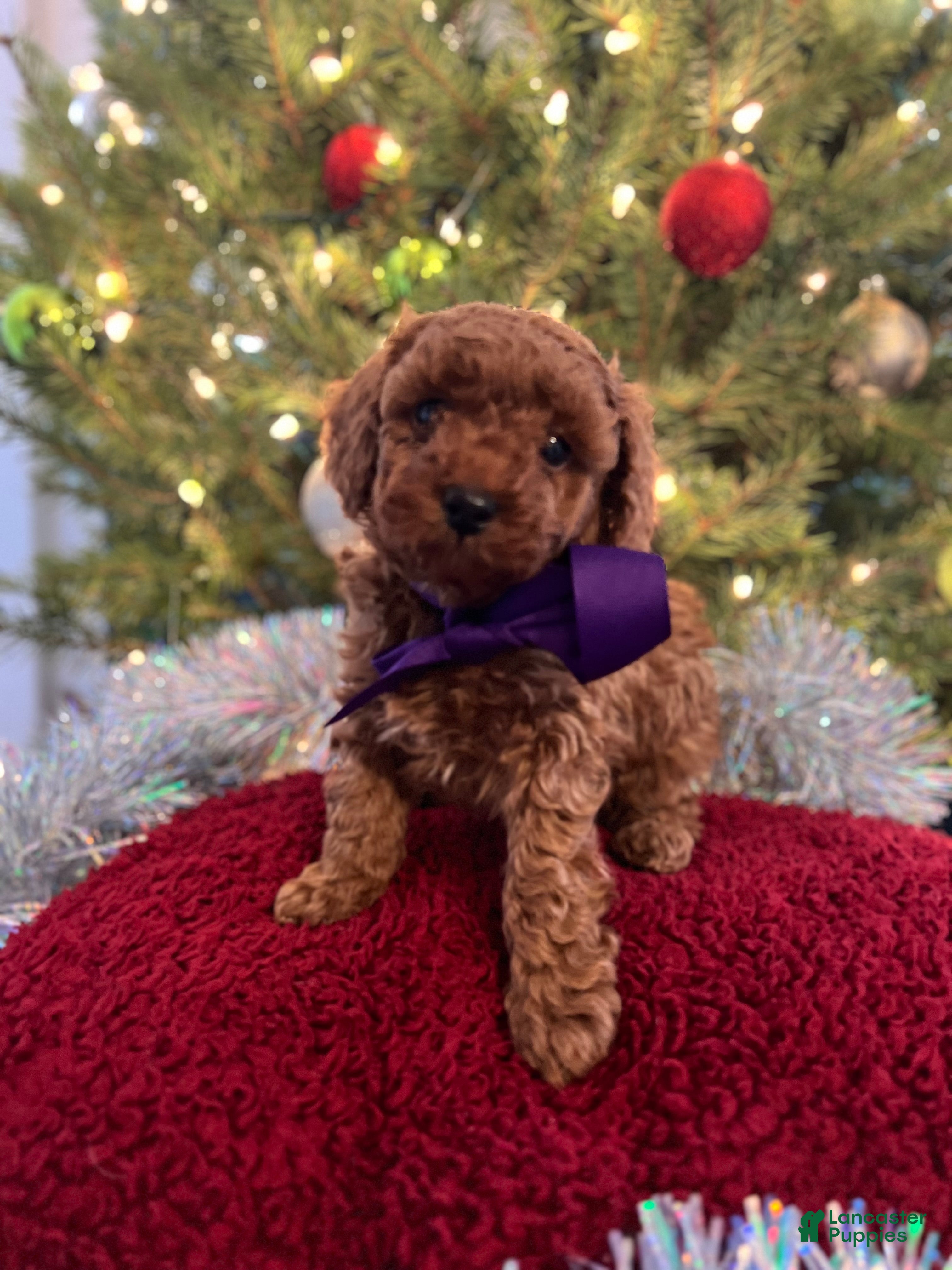 Toy Poodle dogs Donatello - Ad 33