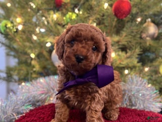 Toy Poodle dogs Donatello - Ad 40