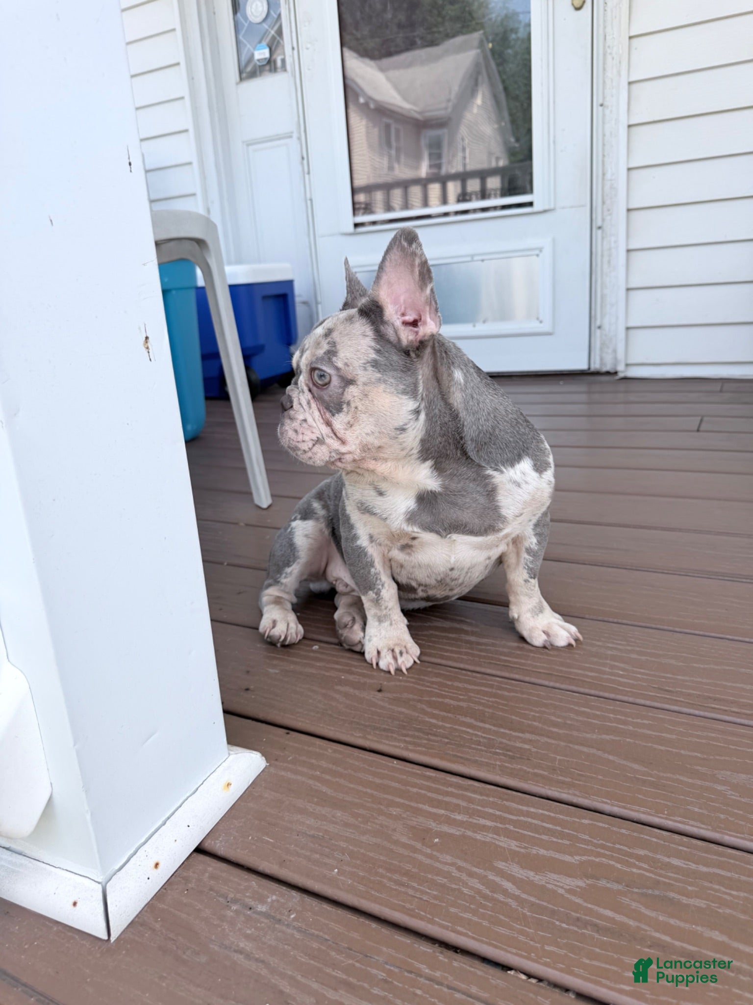 French Bulldog dogs Mellow - Ad 2