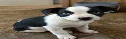 Mixed Breed dogs for sale: Mixed Breed Puppy 1 - Ad 7