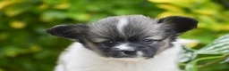 Papillon dogs for sale: Fritz - Ad 5