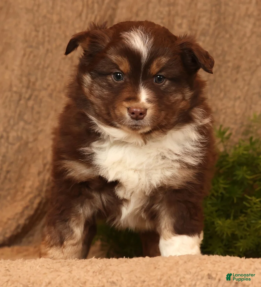 Miniature Australian Shepherd dogs for sale: Cooper - Ad 3