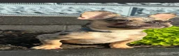 French Bulldog dogs for sale: French Bulldog Puppy 1 - Ad 3