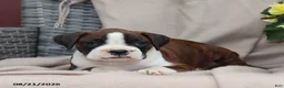 Boxer dogs for sale: Sophie - Ad 4