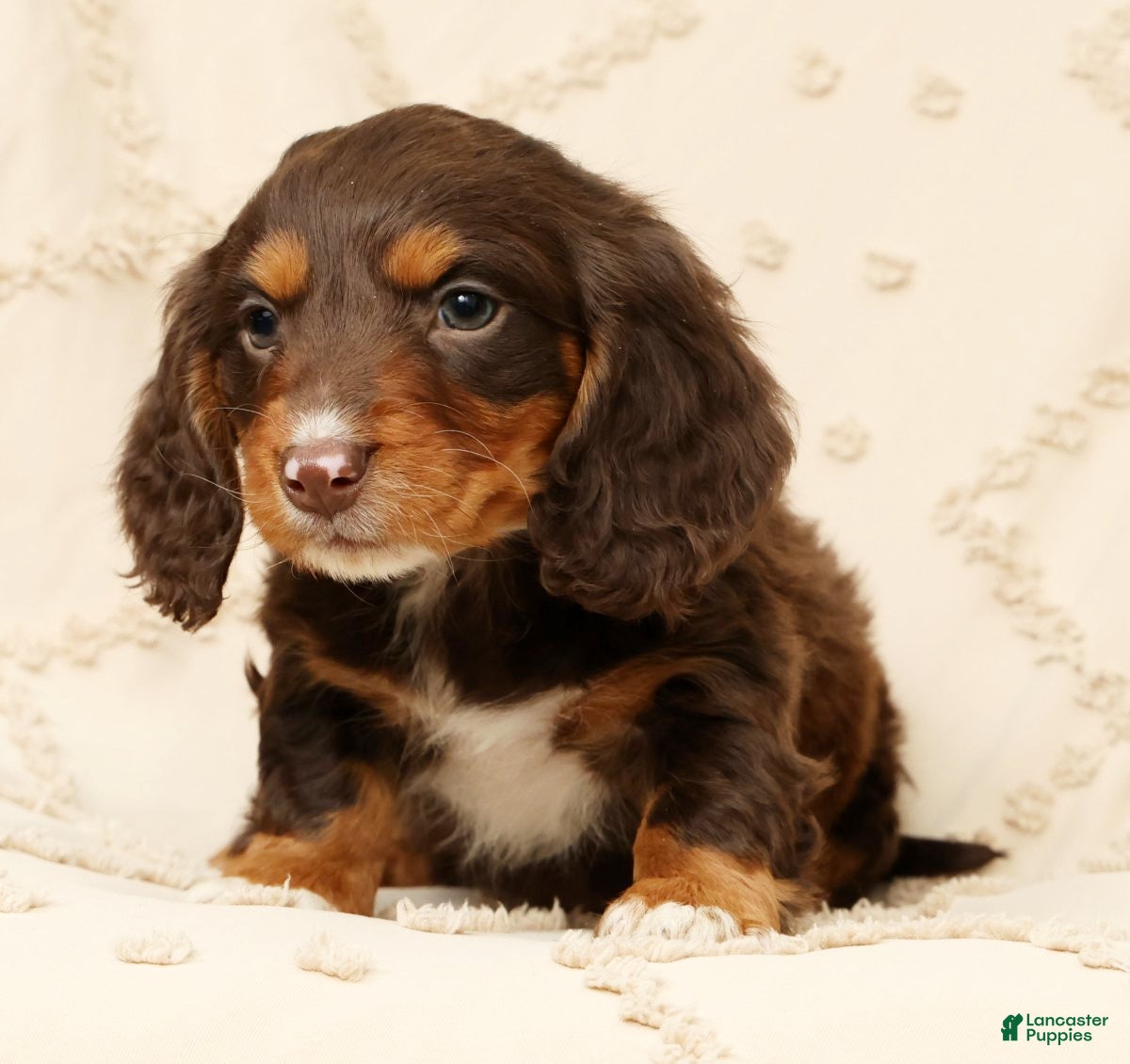 Miniature Dachshund dogs Finn - Ad 2