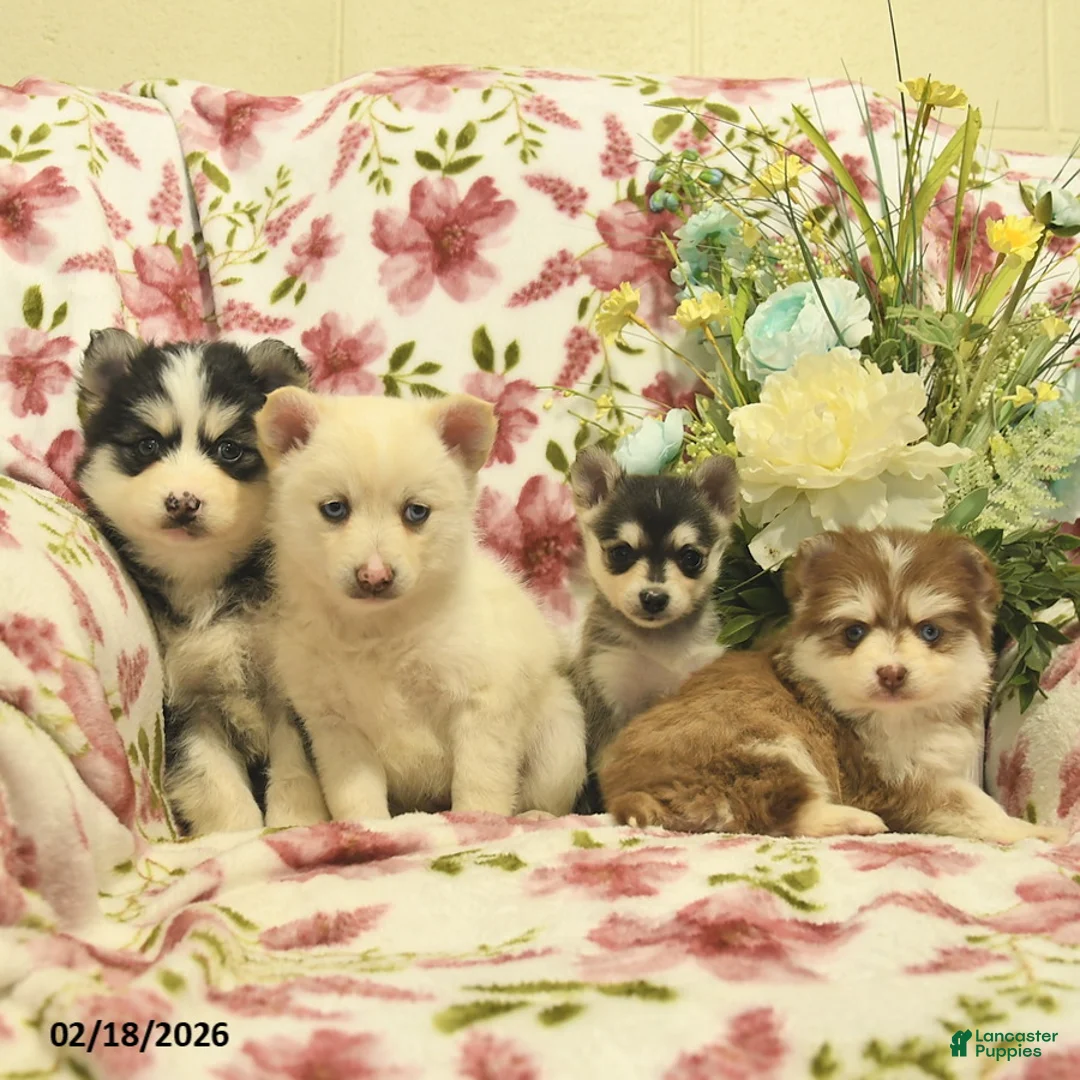 Pomsky dogs for sale: Violet  - Ad 5
