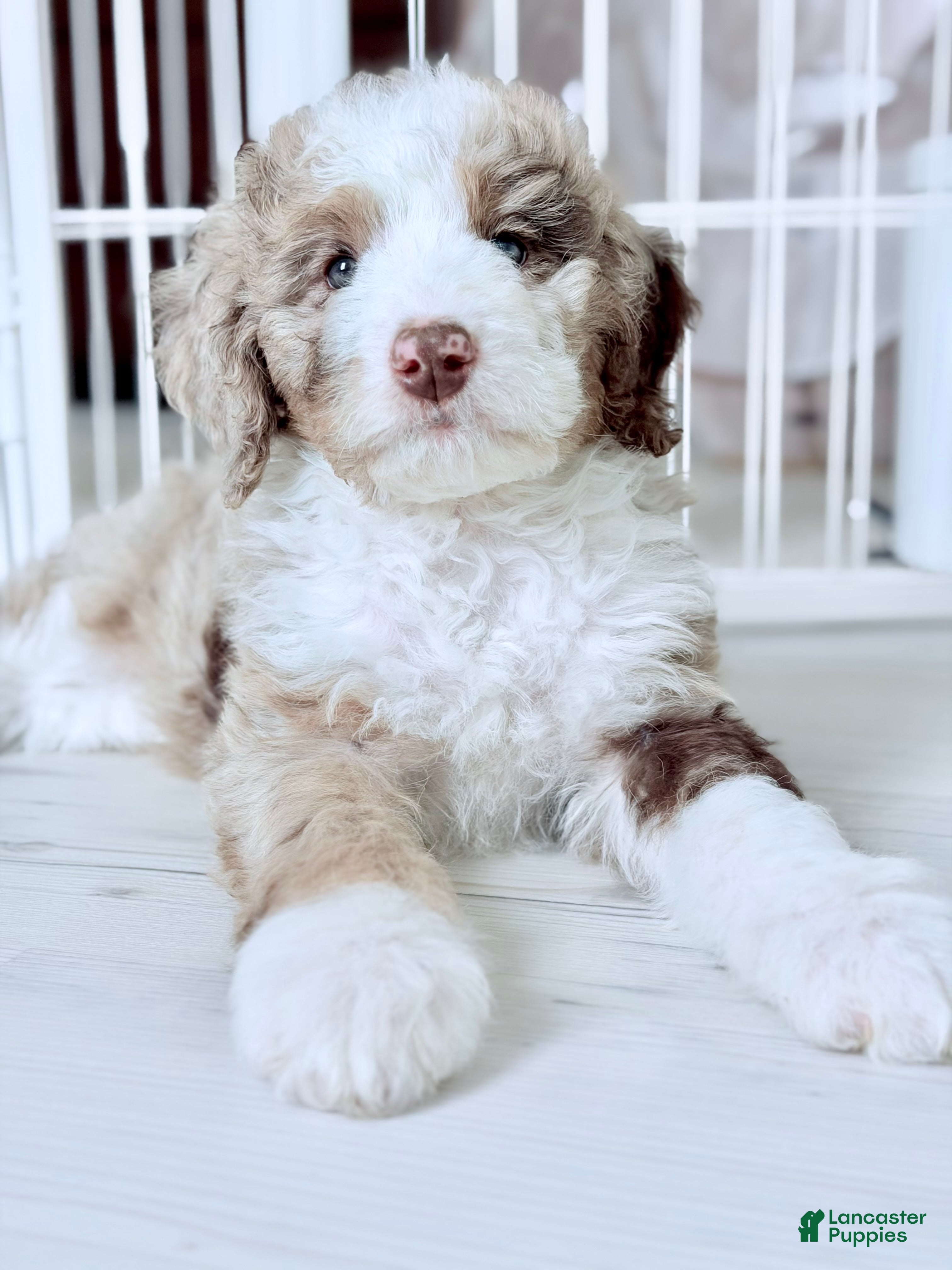 Bernedoodle dogs Mercy - Ad 2