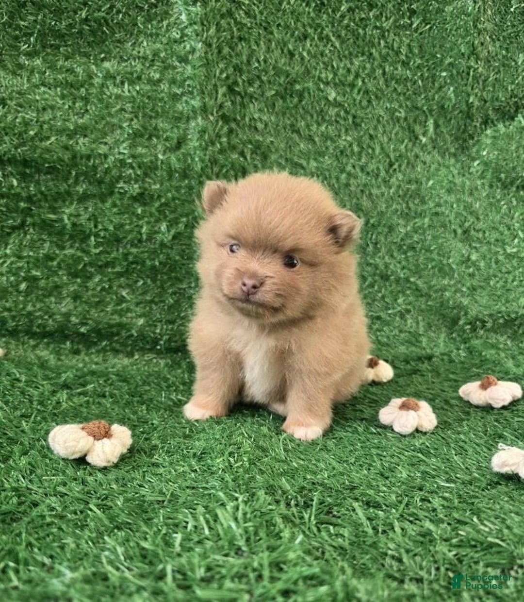 Pomeranian dogs for sale: Naya - Ad 6