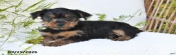 Yorkshire Terrier dogs for sale: Nova - Ad 2