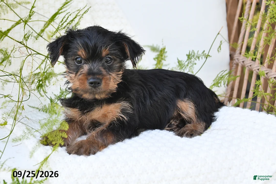 Yorkshire Terrier dogs for sale: Nova - Ad 2