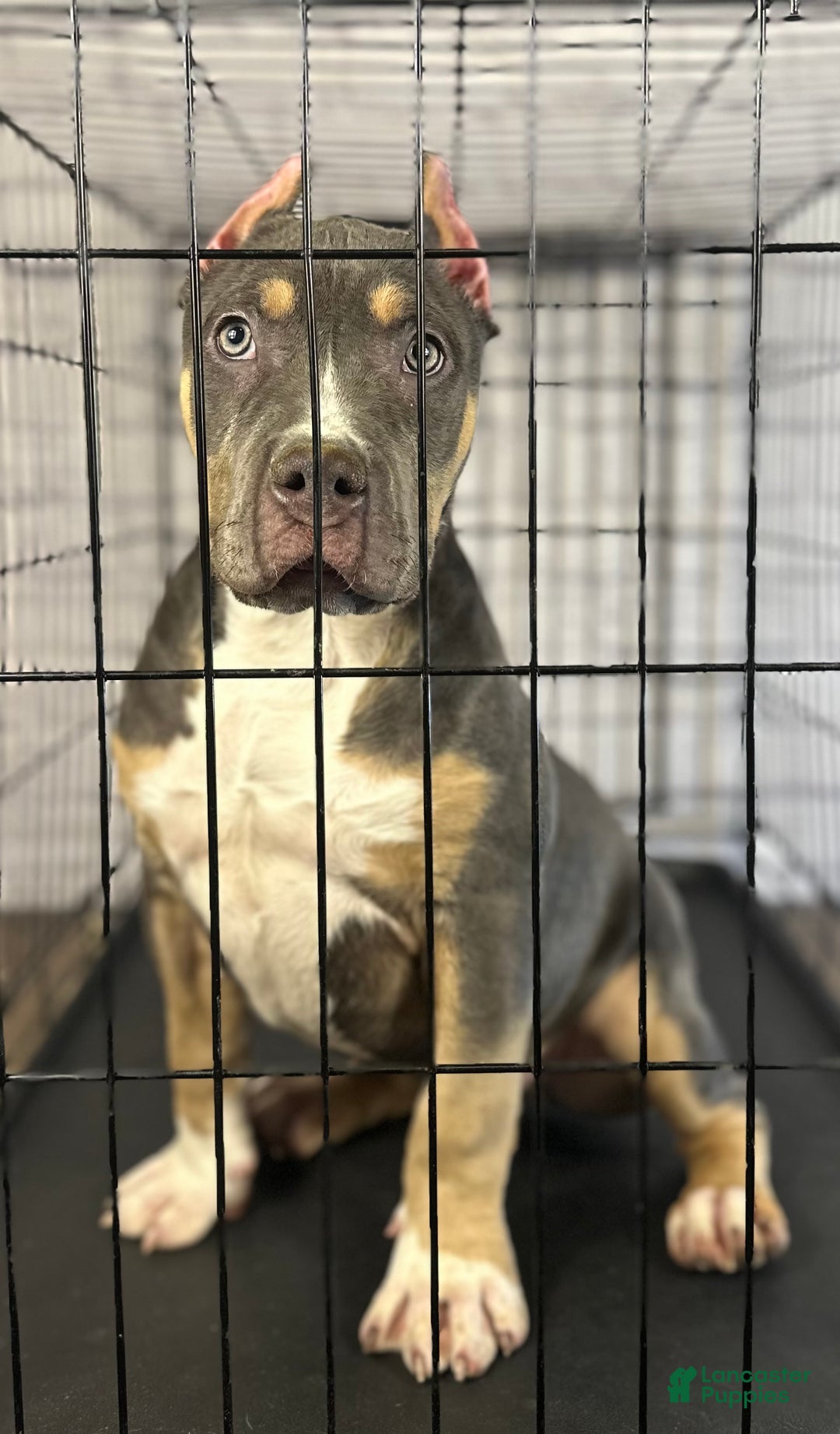 American Bully dogs for sale: Maggie - Ad 12