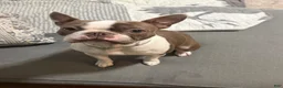 Boston Terrier dogs for sale: Boston Terrier 2 (Leia) - Ad 8