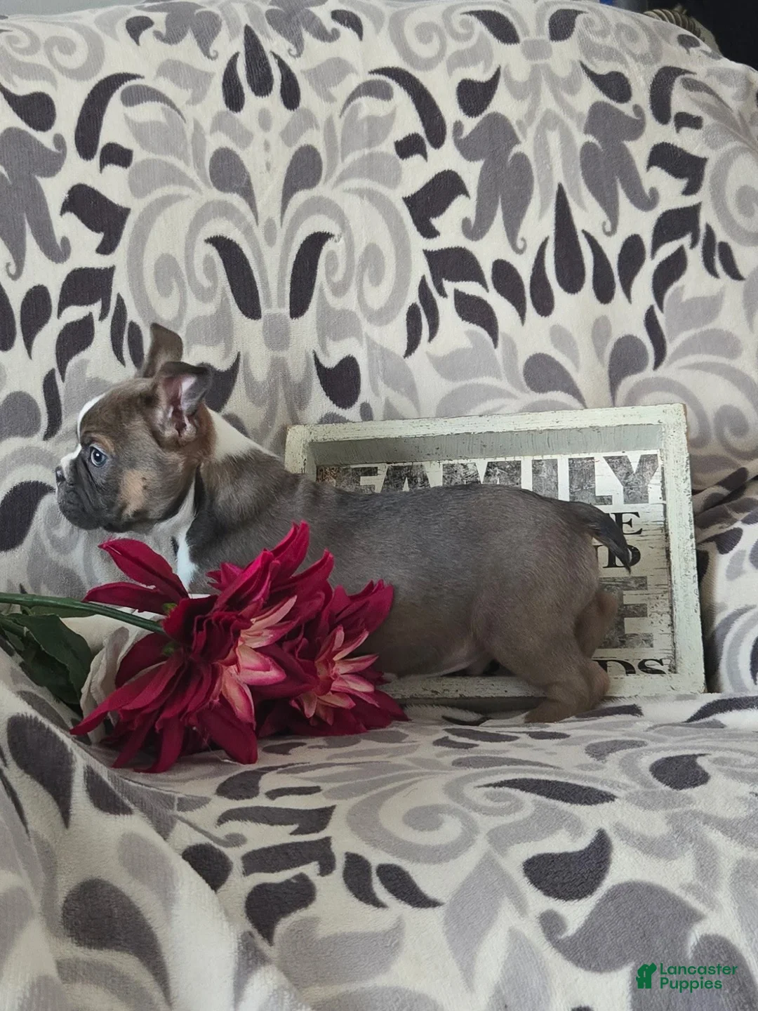 Frenchton dogs for sale: Bruiser - Ad 3
