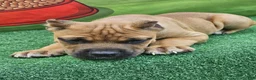 Cane Corso dogs for sale: BONNIE - Ad 6