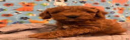 Goldendoodle dogs for sale: Nyla - Ad 4