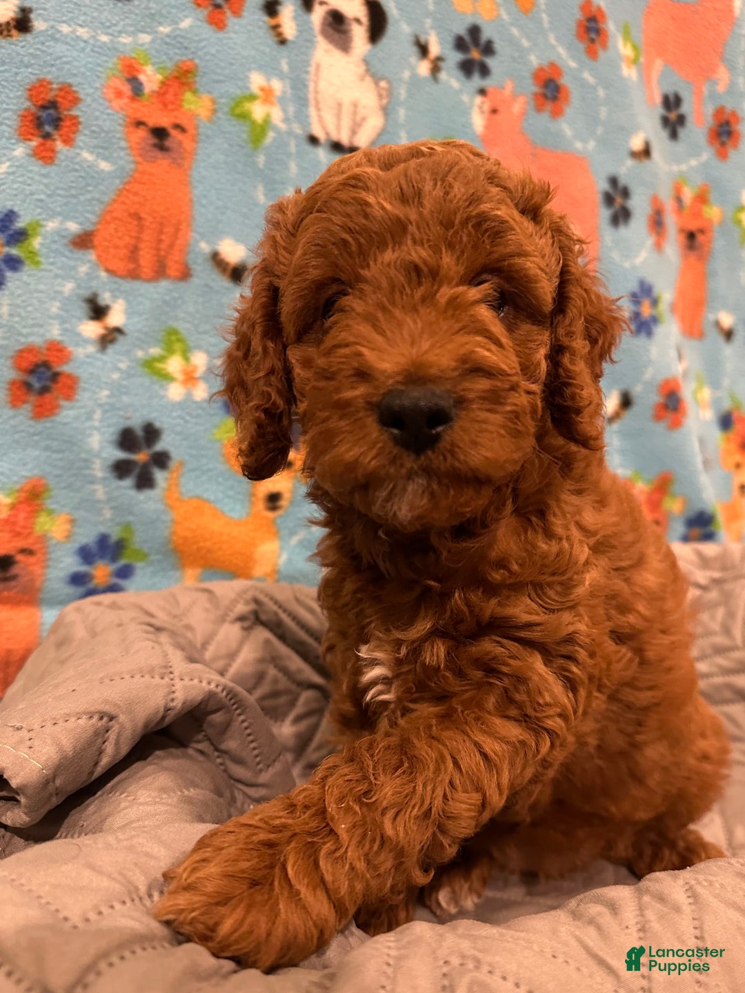 Goldendoodle dogs for sale: Nyla - Ad 4