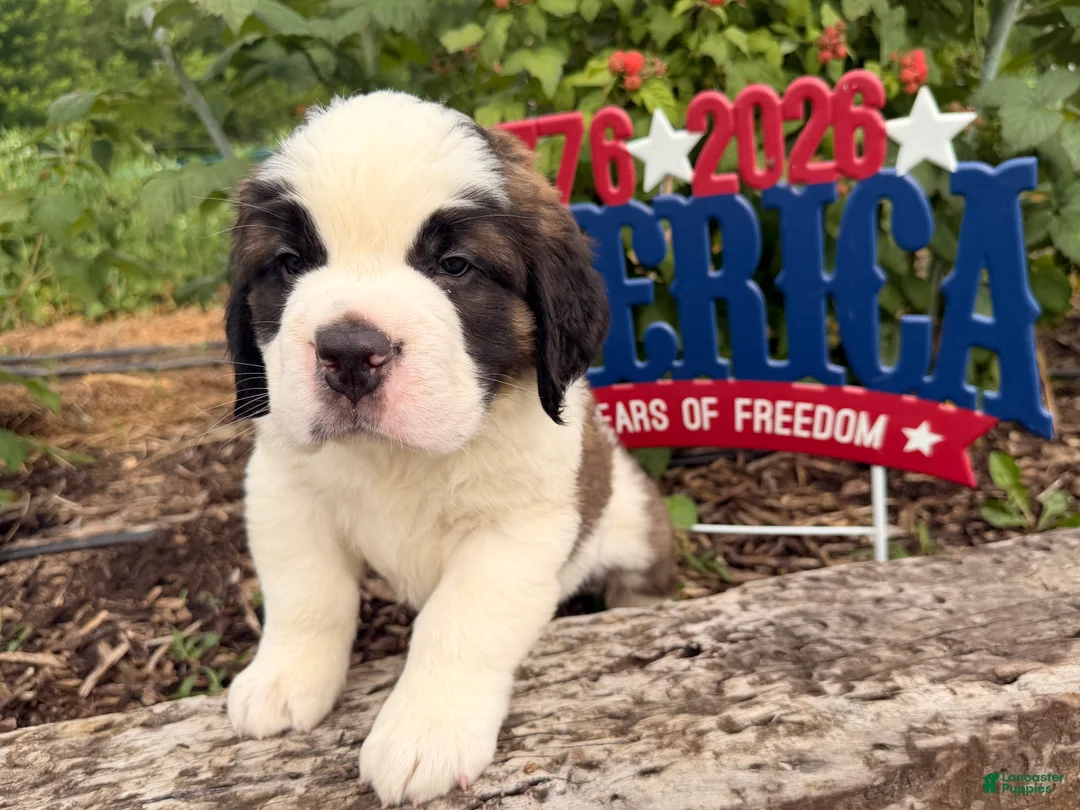 Saint Bernard dogs for sale: Buster - Ad 4