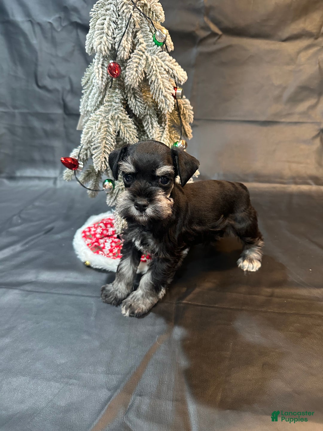 Miniature Schnauzer dogs for sale: Blitzen - Ad 2