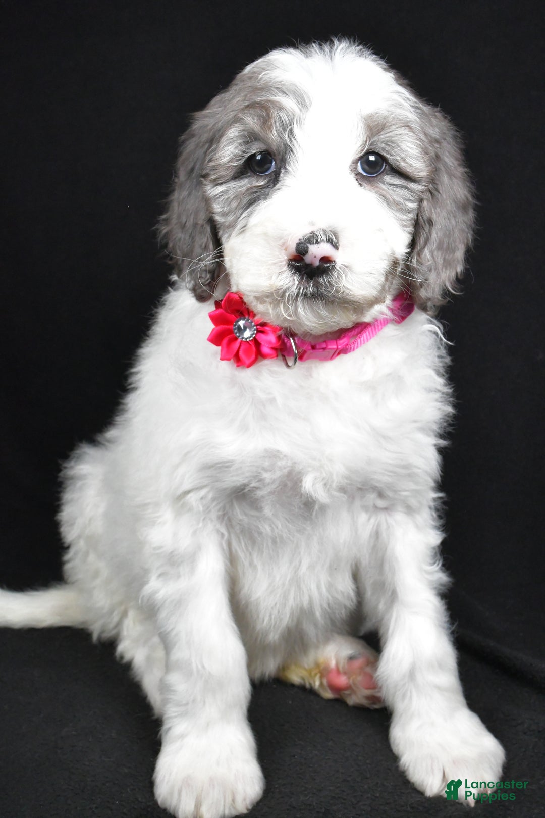 Sheepadoodle dogs for sale: Marsha - Ad 6