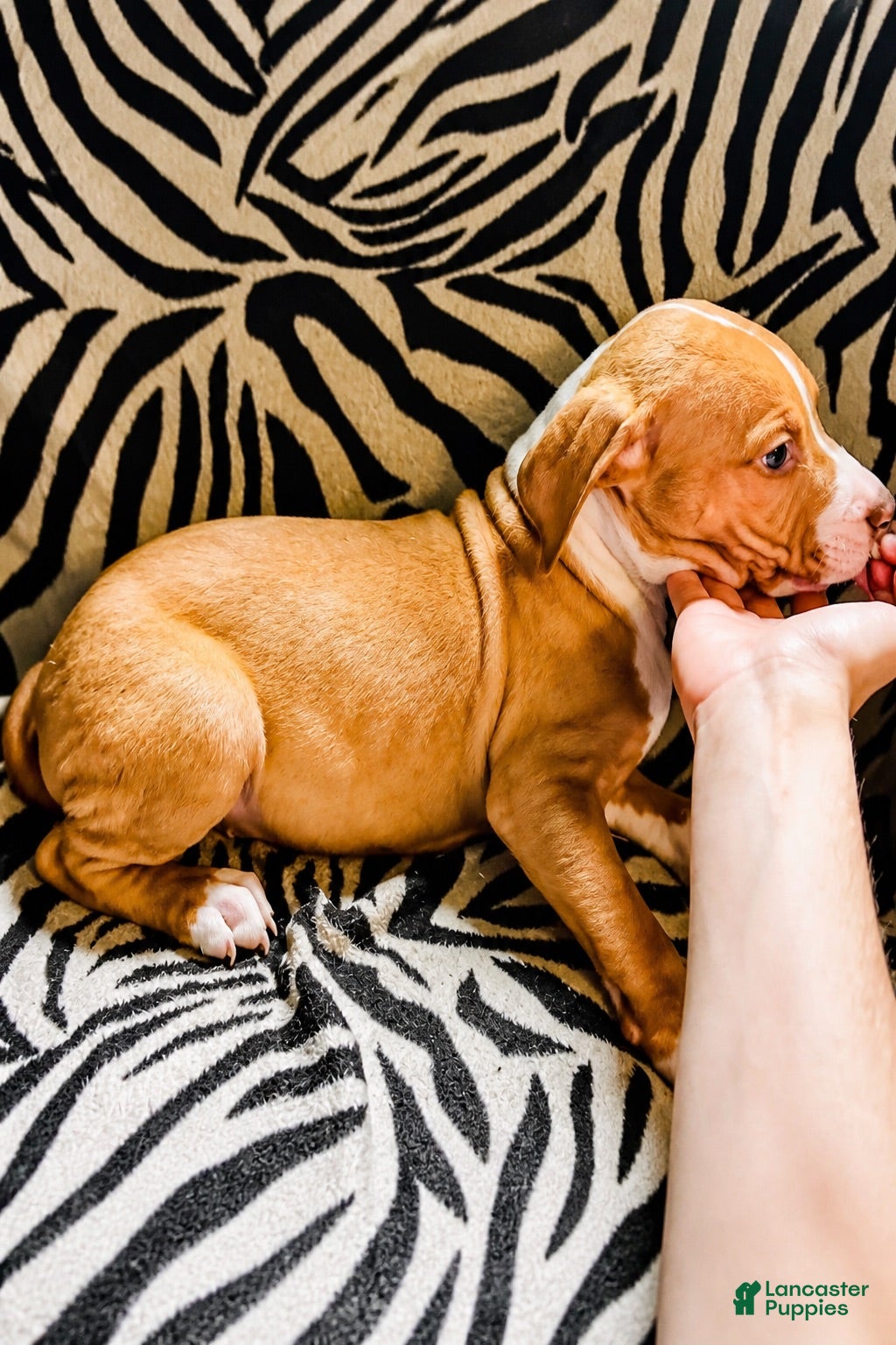 Mixed Breed dogs Mixed Breed 2 - Ad 14