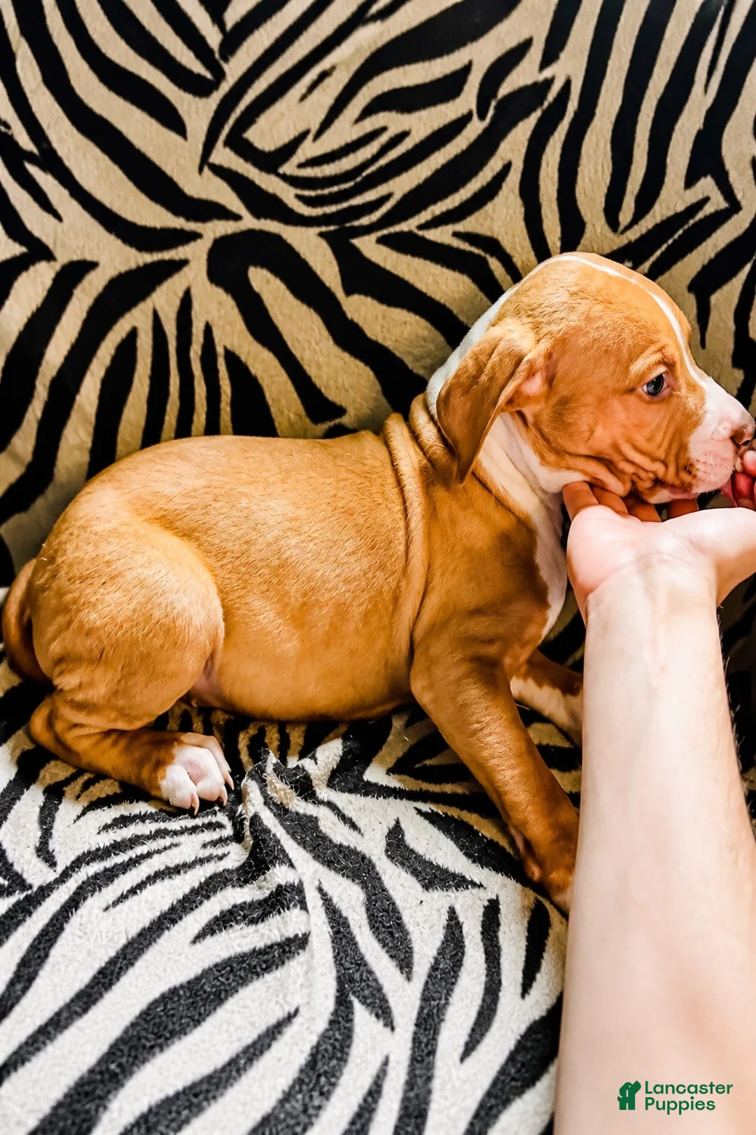 Mixed Breed dogs for sale: Mixed Breed 2 - Ad 1