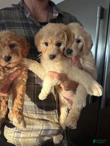 Goldendoodle dogs Goldendoodle Puppy 4 - Ad 15
