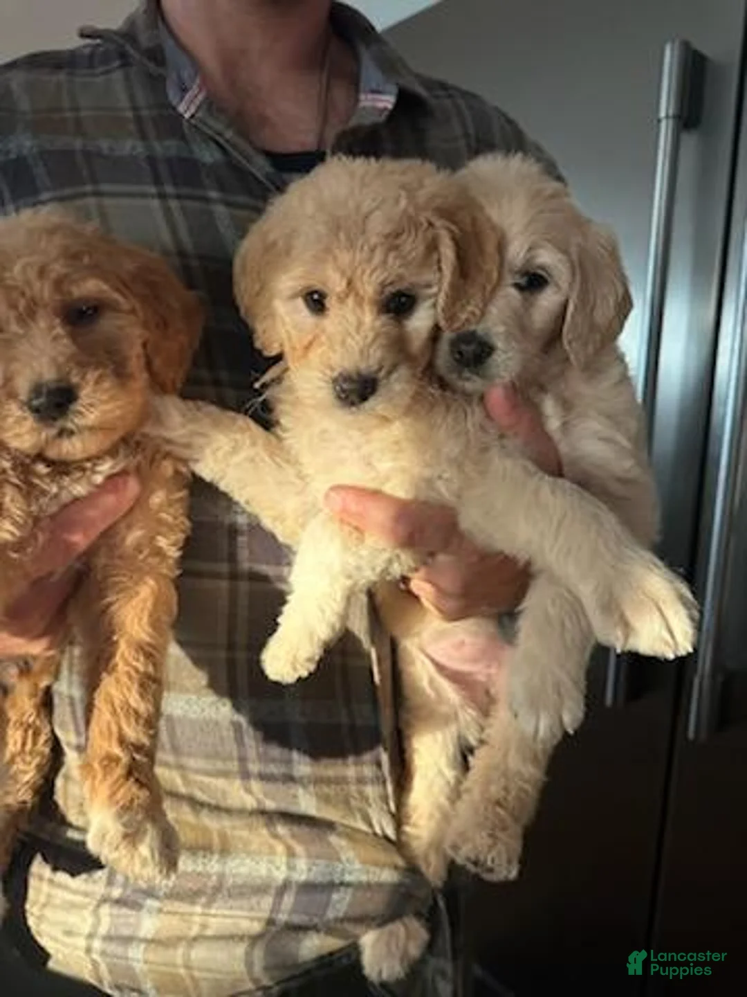 Goldendoodle dogs for sale: Goldendoodle Puppy 4 - Ad 1