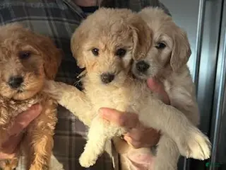 Goldendoodle dogs Goldendoodle Puppy 4 - Ad 15