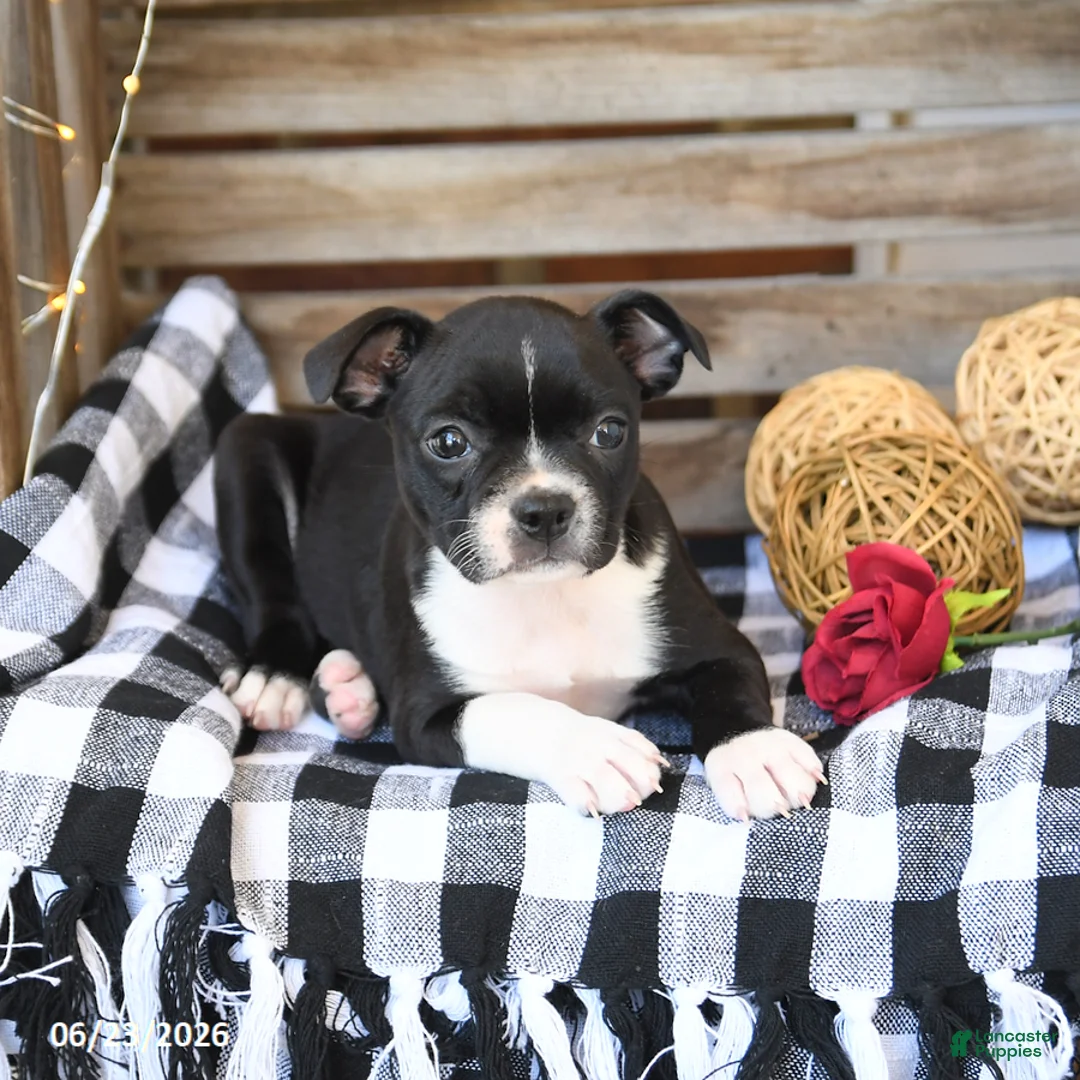 Boston Terrier dogs for sale: Zaily - Ad 3