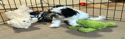 Shihpoo dogs for sale: Shihpoo 1 - Ad 7