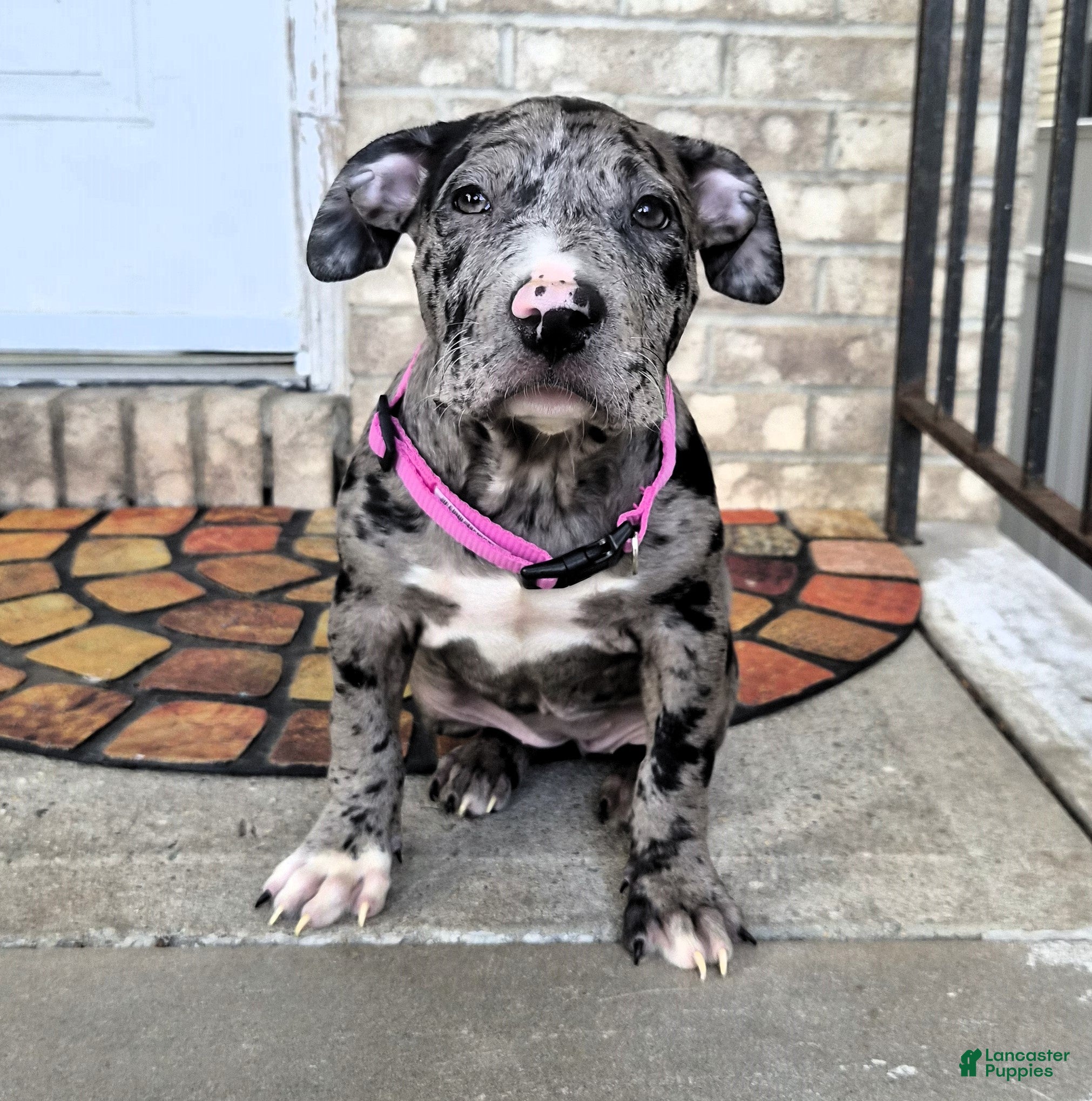 American Bully dogs "LAUREN HILL" BLUE MERLE TRI - Ad 8