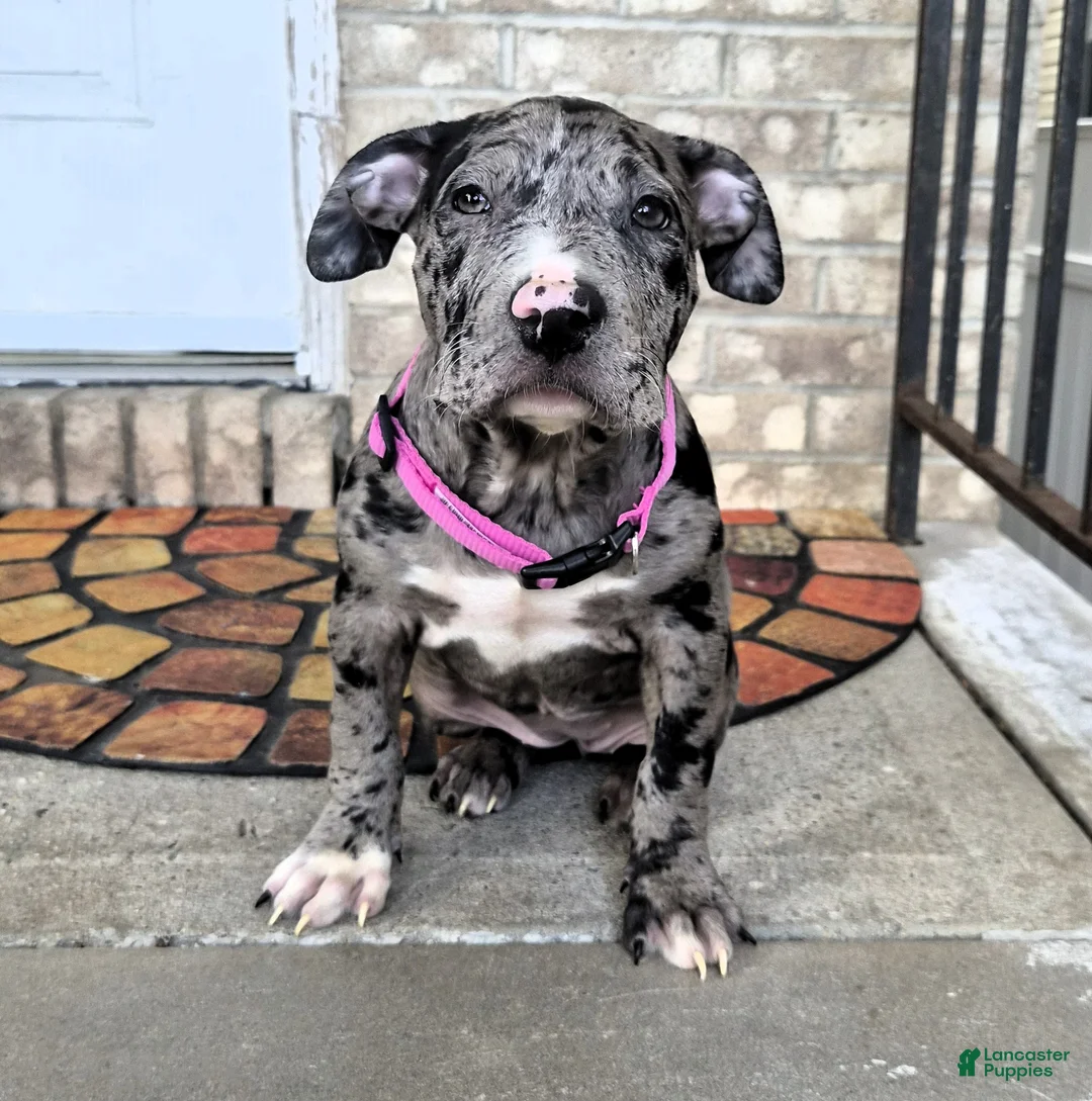 American Bully dogs for sale: "LAUREN HILL" BLUE MERLE TRI - Ad 2