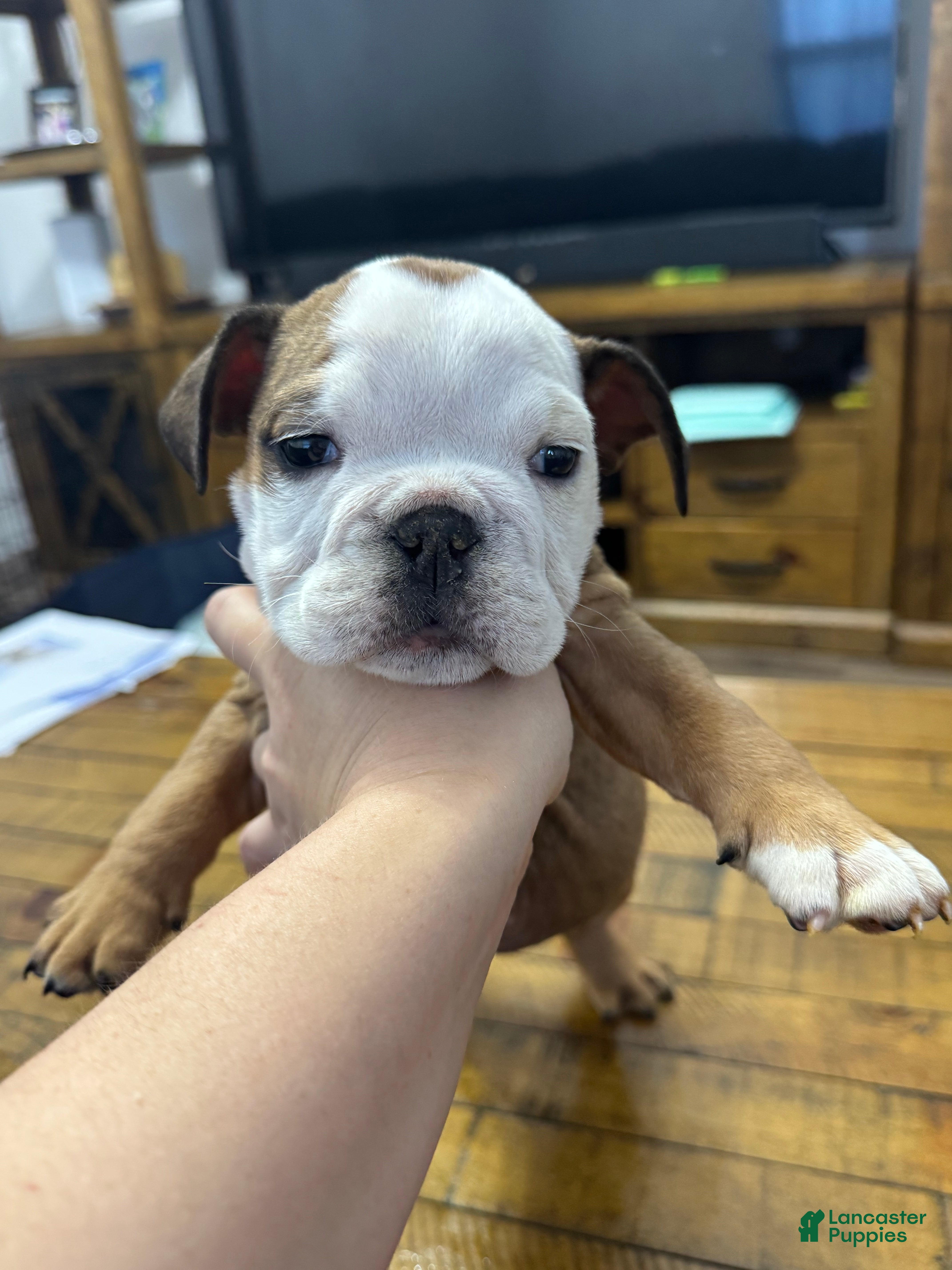 English Bulldog dogs English Bulldog Puppy 2 - Ad 11