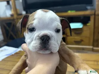 English Bulldog dogs English Bulldog Puppy 2 - Ad 11