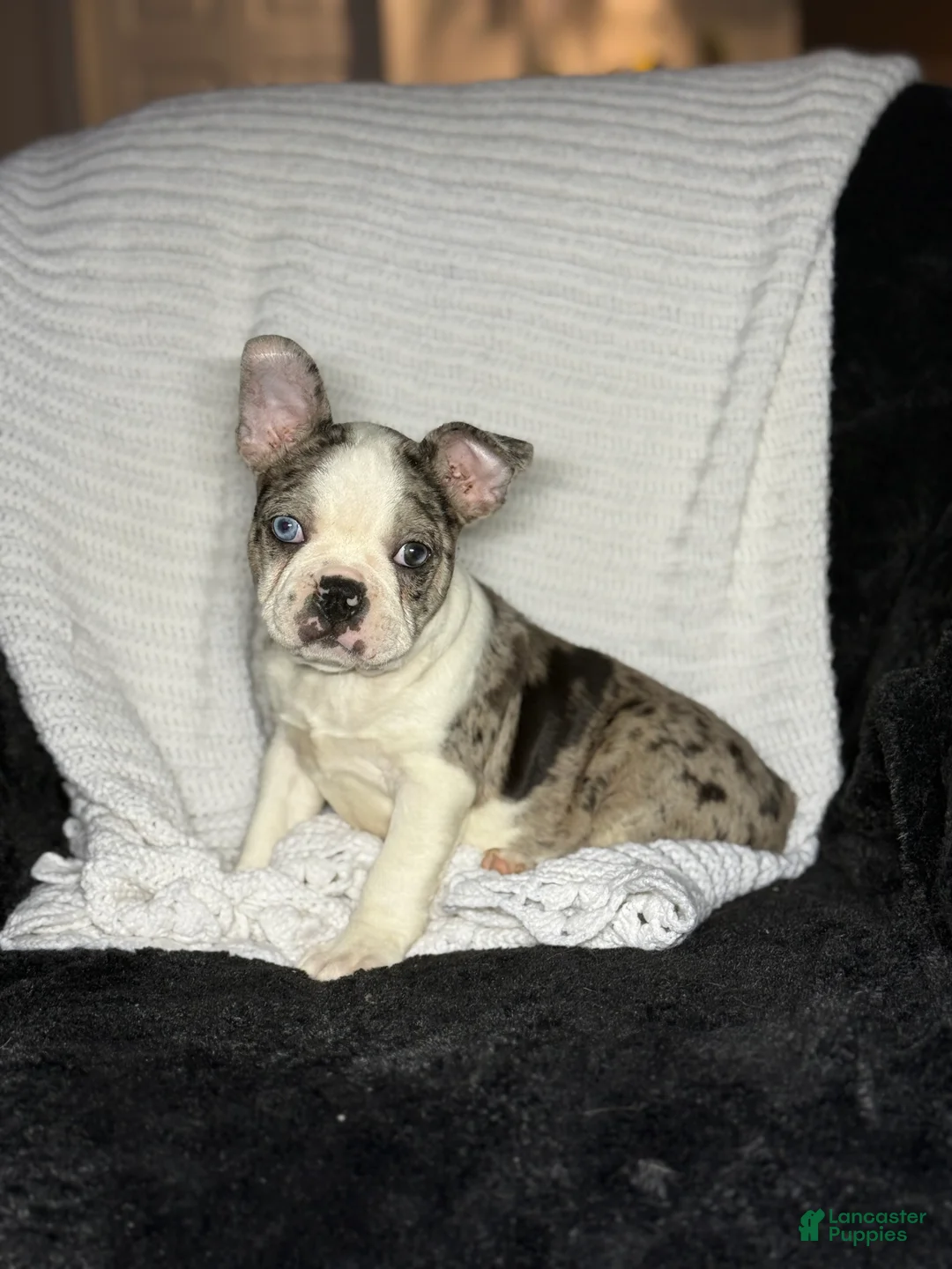 Boston Terrier dogs for sale: Boston Terrier Puppy 2 - Ad 1