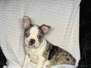 Boston Terrier dogs Boston Terrier Puppy 2 - Ad 15