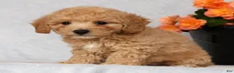 Bichpoo dogs for sale: Gina - Ad 5