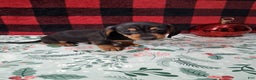Miniature Dachshund dogs for sale: Snickers - Ad 2