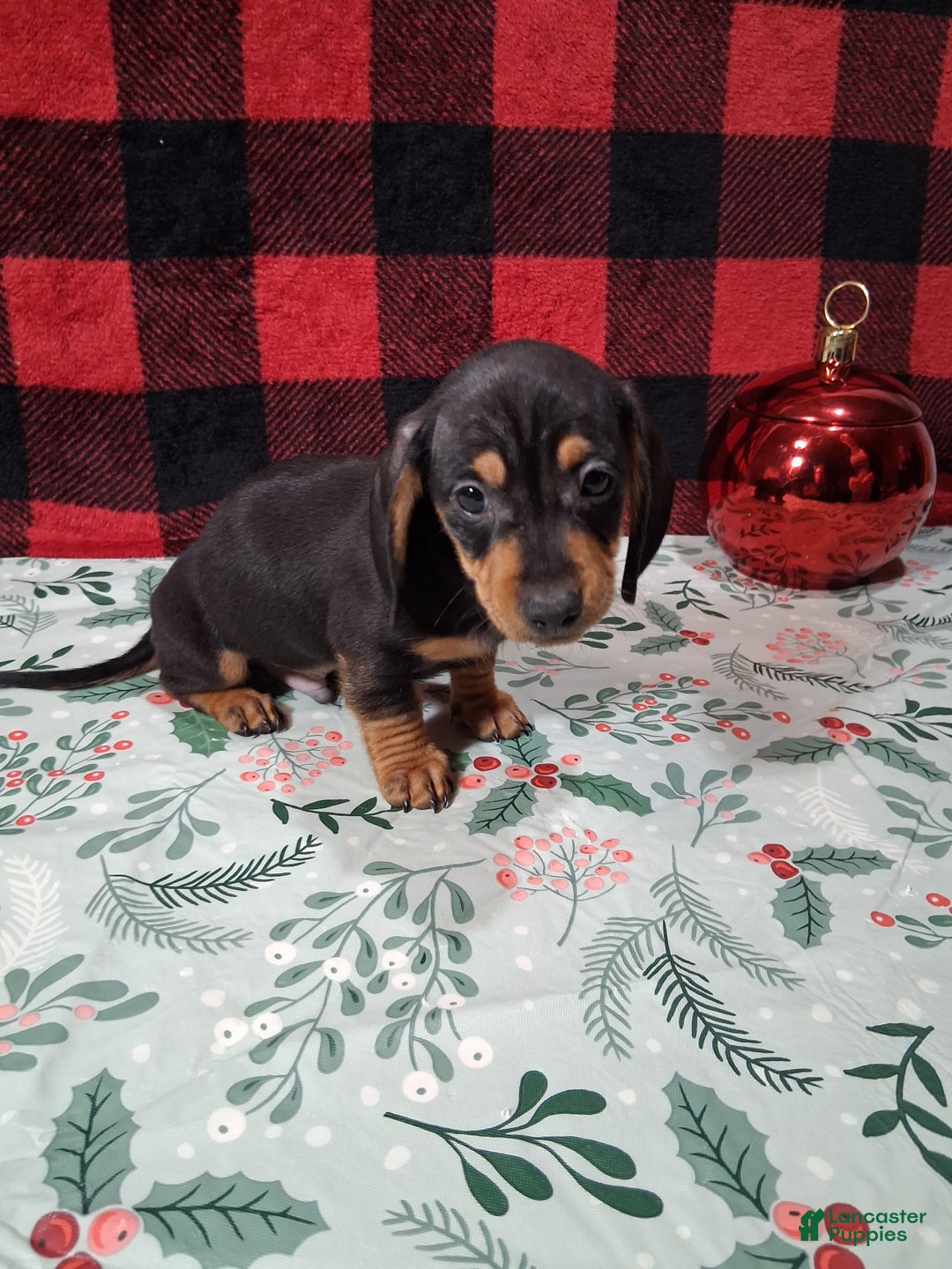 Miniature Dachshund dogs for sale: Snickers - Ad 2