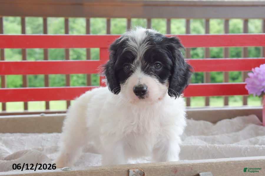 Cockapoo dogs Quentin - Ad 2
